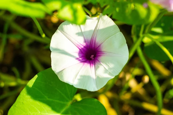 Morning Glory Summer White Pale Pink Color Flower Bayam Air — Stok Foto
