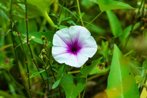 Известная Таиланде Pak Boong Ipomoea Aquatica Является Полуводным Тропическим Растением — стоковое фото