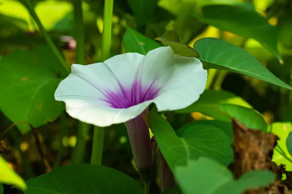 Vodní Špenát Jedlé Listy Květiny Tropická Rostlina Pěstována Jako Listová — Stock fotografie