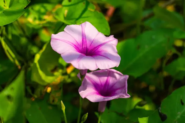 Thai Morning Glory Sweetpotato Bejuco Puerco Floresce Verão Branco Rosa — Fotografia de Stock