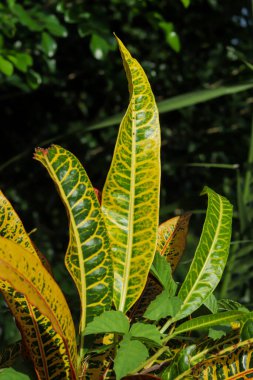 Croton bitkileri olan Codiaeum variegatum genellikle ev bitkisi olarak yetiştirilen inanılmaz çeşitlilikteki bitkilerdir. Variegated Croton özellikle canlı bir bitki.