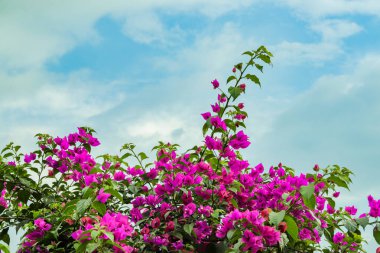 Bougainvillea, Güney Amerika 'da yetişen bir çiçek cinsidir, Bougainvillea popüler bir tropikal ve tropikal altı süs çiçeğidir.