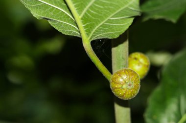 Teneke ya da Dumur meyvesi yemek için iyidir ve kolayca büyür. Bu bir sarmaşıktır ve bir büyüme gerektirir. İncir veya Tinophol veya Mishori Dumur, Ficus carica 'nın yenilebilir meyvesidir.