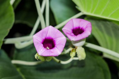 Fil sürüngen çiçeği (ayrıca Vidhara Argyreia nervosa olarak da bilinir), Ayurveda 'da sıkça kullanılan bir şifalı bitkidir.