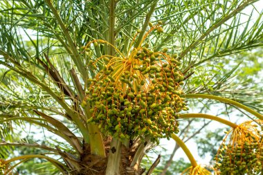 Çiğ tarihler, magnezyum ve kalsiyum da dahil olmak üzere yüksek miktarda mineral içeren işlenmemiş taze tarihlerdir. Taze tarihler sert, çıtır çıtır, biraz tebeşir gibi ve çok tatlı değil.