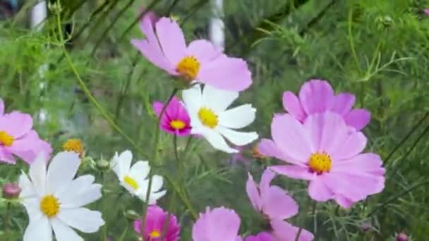 コスモスは毎年カラフルな花で これらの植物は日光ファミリーにあります — ストック動画
