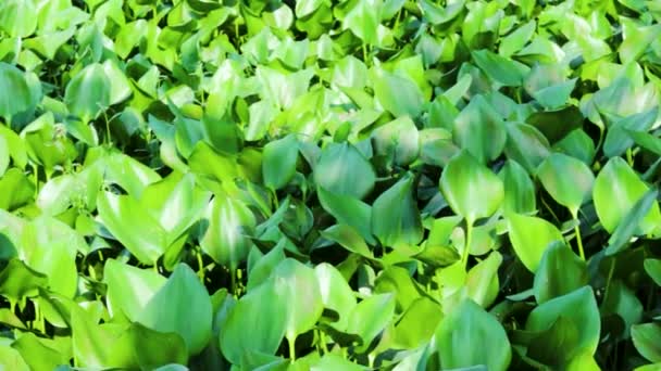 Vodní Hyacint Plovoucí Vodní Rostlina Jasně Zelenými Listy Oválného Tvaru — Stock video
