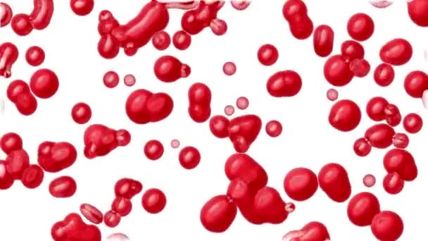 Los Glóbulos Rojos Están Presentes Sangre Para Transportar Oxígeno Líquido — Vídeos de Stock