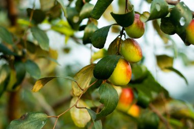 Ziziphus Mauritiana, Hint jujubisi, Hint eriği Çin tarihi ve Çin elması olarak da bilinir. Bu tatlı, hafif turta meyvesi.