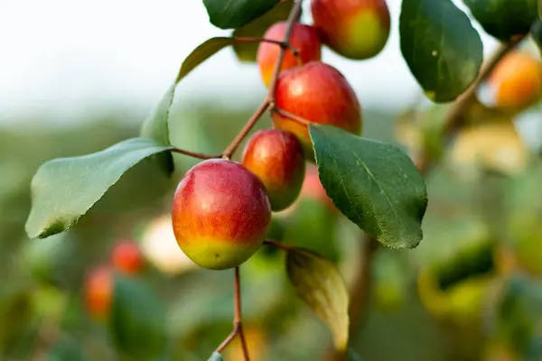 Jujube fruits or sweet apple kul, have neuro-protective effects and promote memory and learning. Potential sources of antioxidants, including ascorbic acid, phenolic compounds, and gallic acid