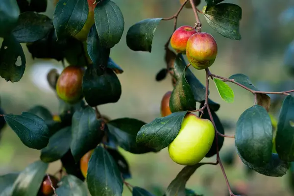 The Jujube or the Ber Zizyphus mauritiana Lamk. is a very old fruit of India and China. Red color, rounded shape, sweet fruits most popular around the world