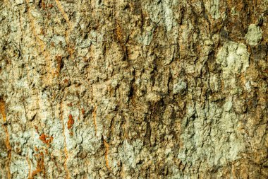 Ahşap deri dokusu, ağaç kabuğunun doğal güzelliği bu eşsiz platform tasarımlarıyla. Derisi çok engebeli, pürüzlü ve çok fazla kabuğu var.