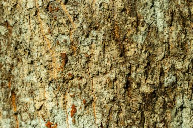 Ağaç kabuğunun doğal güzelliği engebeli ve dengesiz tasarımlarıyla.