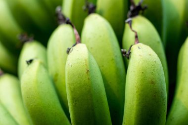 Yeşil ve sarı muzlar, potasyum, B6 vitamini ve C vitamini gibi pek çok besin değeri bakımından yüksektir.