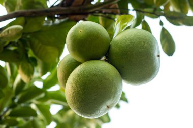 Jambura, Pomelo, ve Citrus maxima, ve sağlıklı bir bağışıklık sistemi için mükemmel kokulu, çok yönlü, lezzetli ve sağlıklı narenciye meyveleri.