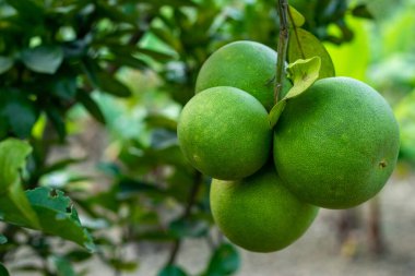 Jambura ülkemizde bulunan en besleyici meyvelerden biridir. Jambura, Pomelo, ve Citrus maxima, ve mis kokulu besleyici, çok yönlü, lezzetli ve sağlıklı narenciye meyveleri.