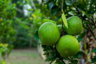 Jambura, Bangladeş 'te yağmur mevsiminin ikonik bir meyvesidir. Jambura ülkemizde bulunan en besleyici meyvelerden biridir. Lezzetli ve sağlıklı narenciye..