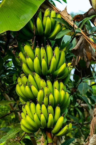 Raw long and shorter bananas are also called green bananas. Raw bananas are typically harvested while they\'re still green they are known as green bananas but when ripe they will be sweet