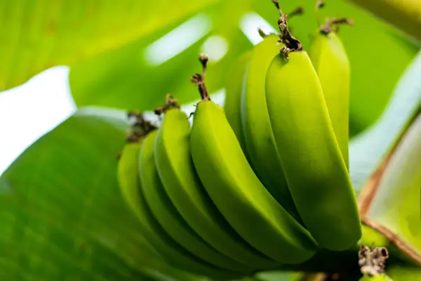 Raw bananas are also called green bananas. Green raw bananas are abundant in resistant starch and an essential nutrient called short-chain fatty acid