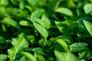 Bluemink ya da Ageratum houstonianum 'un yakın çekim yaprakları. Basit, geniş yaprakları, mor çiçekleri ve ashenleri var.