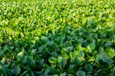 Su sümbülü, suda serbestçe yüzen büyük bir su bitkisidir. Yapraklar parlaktır ve tabanından ucuna kadar 30 cm uzunluğunda ve 15 cm genişliğinde olabilirler.
