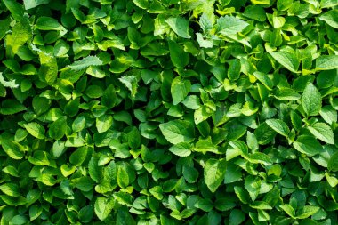 Bluemink olarak da bilinen Ageratum houstonianum yaprakları. Mavi Mink 'in mavi ve mor tüylü ponpon çiçekleri var. Yatak, kenarlar ve konteynırlar için mükemmel.