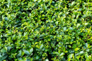 Yeşil küçük yabani ot yaprakları taze, doğal bir desen ya da temadır. Yaprak desenli duvar kağıdı her yeri aydınlatır.