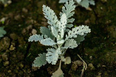 Gümüşi ragwort, güzel bir arka plan ve bahçenizdeki parlak çiçeklere zıtlık sağlayan güzel yapraklı bir bitkidir. Cineraria Maritima veya Gümüş Ragwort