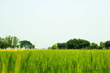 Gün doğumunun altındaki çeltik pirinç tarlasında yeşil pirinç kulağı sabah bulanık çeltik pirinç tarlasında. Tarlada yakın plan yeşil çeltik pilavı. Bir çeltik tarlasının ana amacı gıda üretimidir.