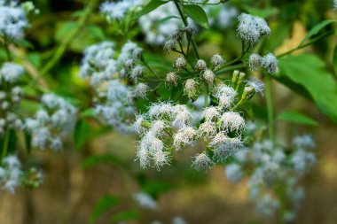 Ageratum ya da Bluemink, tohumlardan çok kolay yetişen popüler bir bahçe yılıdır. Ageratum Mavi Mink çok çekici mavi çiçek kümeleriyle çiçek açar.