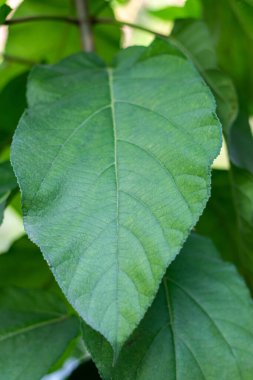 Ficus simplicissima, Moraceae familyasından Asya kökenli bir incir ağacı türü.