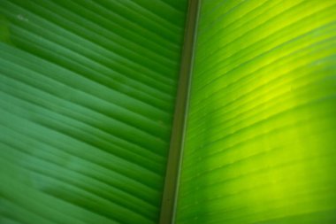 Yapraklar yenmez ama sarmak, pişirmek, rosto yapmak ve buharda pişirmek için kullanılır. Bu da hoş, otumsu bir koku verir. Muz yaprakları büyük, esnek ve su geçirmezdir.