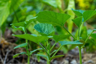 Balkabağı, sürünen bitki, yapraklar çözünür lif açısından zengindir. Balkabağı yaprakları demirden neredeyse 5 kat daha fazla ve A vitamini miktarını sıradan lahanadan 20 kat daha fazla içerir.