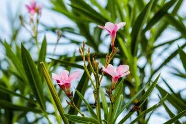 Oleanders Nerium, ve zakkum ayırt edici ve güzel, büyük, çiçek açan çalılıklardır. Oleander, Nerium cinsinin herhangi bir süs bitkisi.