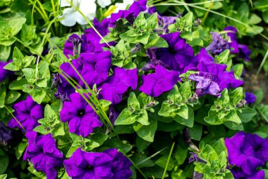 Petunia Cascading Blue, bitkileri yetiştirmesi kolay olan muhteşem mavi çiçekleri ile heyecan verici yeni bir petunya türüdür. Petunya Superşelalesi Mavi