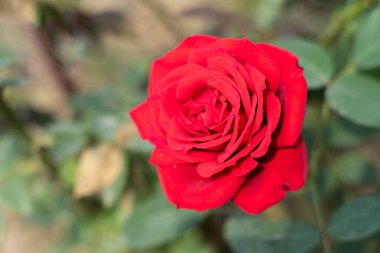 Gül çiçekleri şekil ve boyut olarak farklıdır. Dünyanın en güzel çiçeğine 