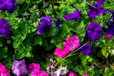 Petunia Superşelalesi çalı bitkilerini kaplayan çok büyük renkli çiçeklerdir. Bu heyecan verici yeni bir petunya kraliyet mavisi çiçekleri sürekli olarak bitkileri yetiştirmek için kullanılıyor.
