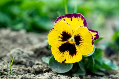 Homolar, serin mevsim renkleri için Amerika 'nın en sevdiği çiçektir. Pansy bitkileri güneşte ya da gölgede çok güzel durur. Dünya çapında çok fazla çeşitlilik ve renk var.