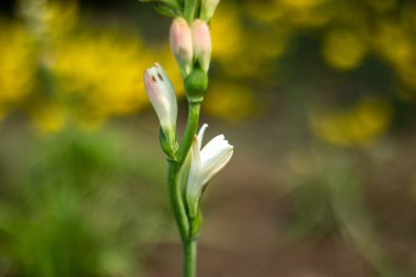 Bir Rajanigandha, ya da Agave amica, tüberküloz daimi sulu güzel kokulu, gösterişli çiçekler harika bir çiçek olur. Agave Amica 'nın yakın çekimi, eski Polianthes tüberosa çiçeği.