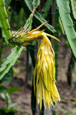 The yellow dragon flower is at the moment of shedding after maturity.The fruit is hidden at the base of the flower clipart