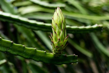 Yeşil çiğ ejderha büyük çiçek açmayı bekliyor. Ejderha meyvesinin üst tarafı. Önde, köy bahçesi.