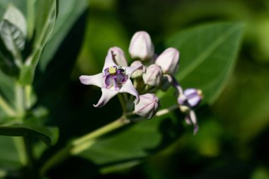 Akondo Kral kelebekleri için bir sığınak, bu çeşit dev süt yosunu kalotropis devinin kelebekler ve diğer böceklere ev sahipliği yapmak için hafif pembe renkli beyaz, mor çiçekleri vardır.