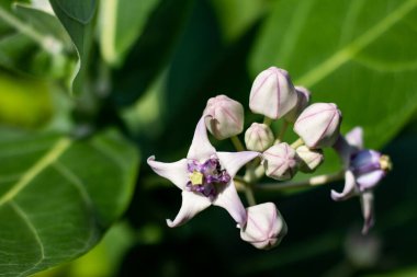 Güzel, büyük, tropikal bir çalılık, tacı andıran, lavantadan beyaz çiçeklere, kelebeklere ve diğer böceklere ev sahipliği yapan bir ağaç. Akondo Çiçeği. Dev Samanotu Asya 'ya özgüdür.