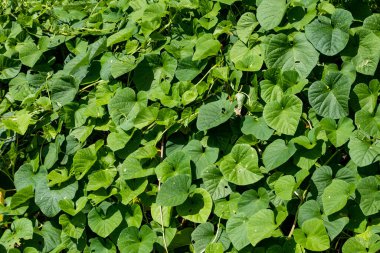İki katmanlı yeşil bitkilerden oluşan yeşil bir yaprak halı. Gerçekten harika bir geçmiş.