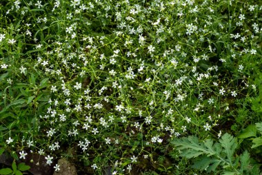 Cherleria laricifolia flower is a species of plant in the family carpetweed. This is a herbaceous perennial in the Caryophyllaceae family clipart