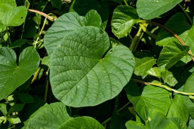 Sürünen bitkiler kalın yapraklı ağaçlardır. Gündüz doğanın güzel manzarası. Yeşil yuvarlak yaprak halı