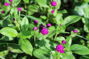 Pembe ve mor küçük çiçek yeşil yapraklı, arka planda, doğal orman yabani çiçek yatağı, halı