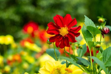 Yıldız çiçekleri çimdiklemek en iyi sezon başında yapılır. Yıldız çiçeği saplarının çimdiklenmesi veya kesilmesi bitkinin enerjisini çiçek tomurcukları yerine daha fazla yaprak ve yaprak üretmek için uyarır.