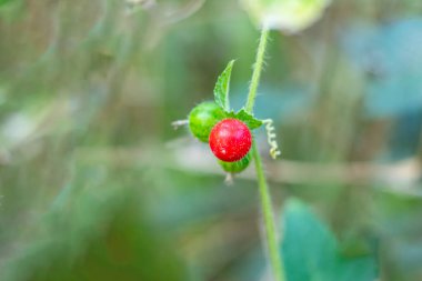 Ashinskaya Prunus subg, Cerasus, Barbados cherry dallarında olgun kiraz kırmızısı renkleri. Yazın küçük sulu meyveler, ilkbaharda güzel çiçekler ve sonbaharda renkli çiçekler.