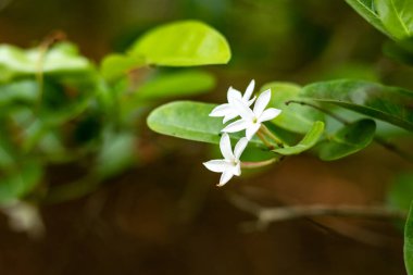 Carissa Carandas, Kara Karonda yenilebilir meyveleri için yetiştirilir. Çetin bir bitkidir ve orta asitli toprakları tercih etmesine rağmen geniş bir toprak yelpazesinde iyi yetişir.